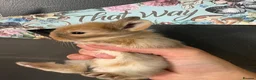 Lionhead rabbits for sale: LionHead x Netherlands dwarfs  - Advert 2