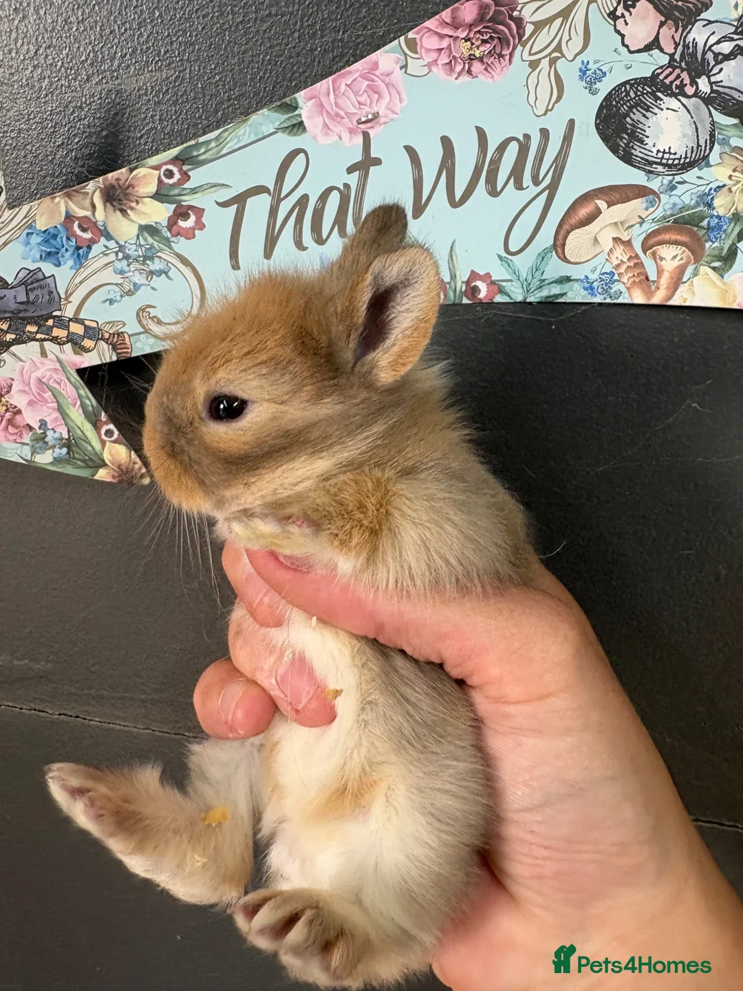 Lionhead rabbits for sale: LionHead x Netherlands dwarfs  - Advert 2