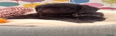 Cockapoo 6