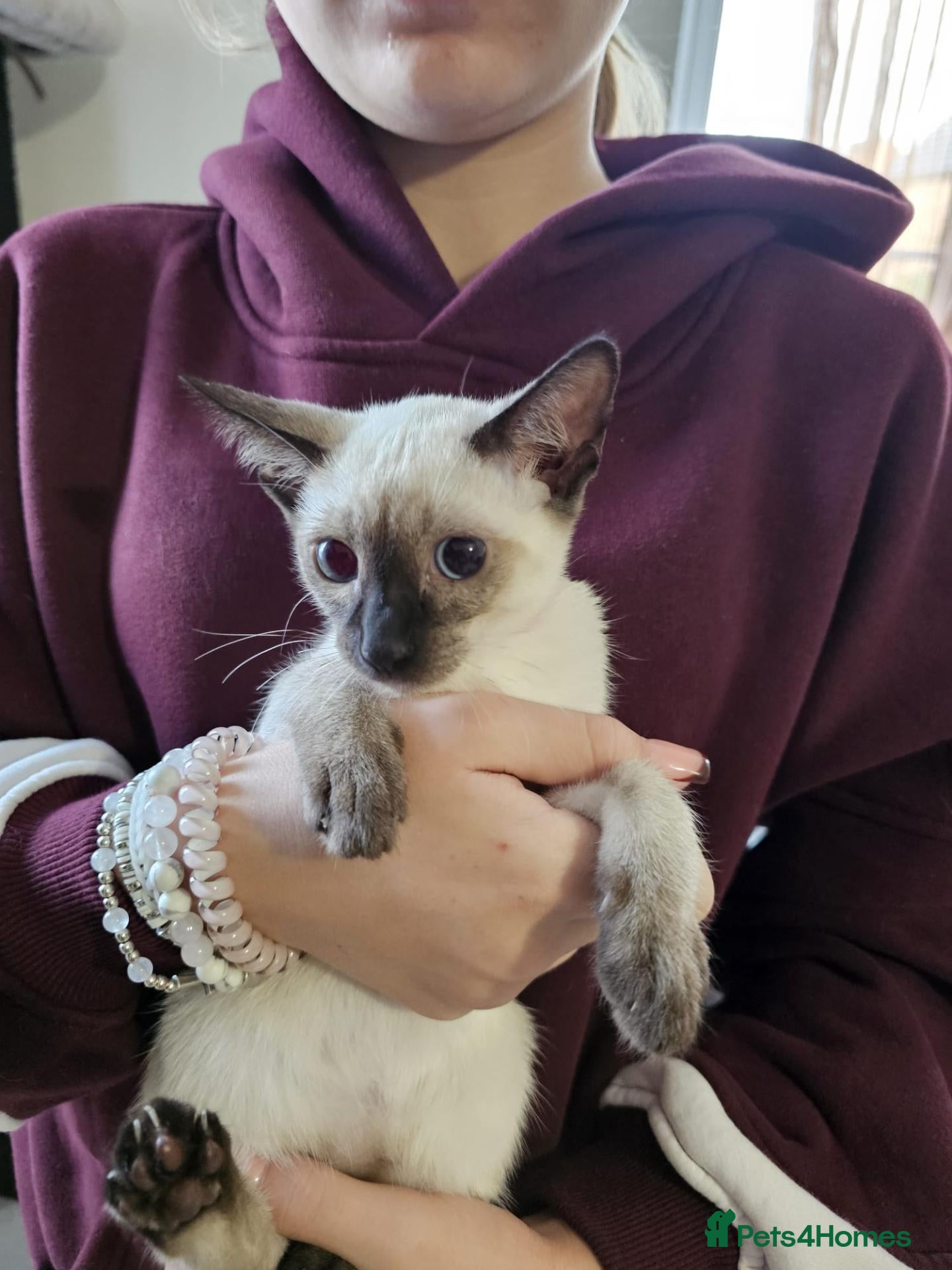 Siamese cats for sale: Charming Siamese Kittens x6 - Advert 17