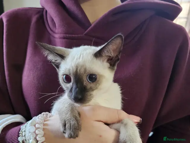 Siamese cats for sale: Charming Siamese Kittens x6 - Advert 17