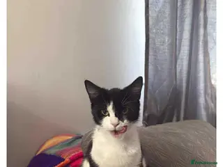 British Shorthair cats Female 2/3 year old in Hull - Advert 7