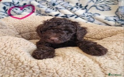 Labradoodle dogs for sale: Gorgeous miniature labradoodle puppies. - Image 10