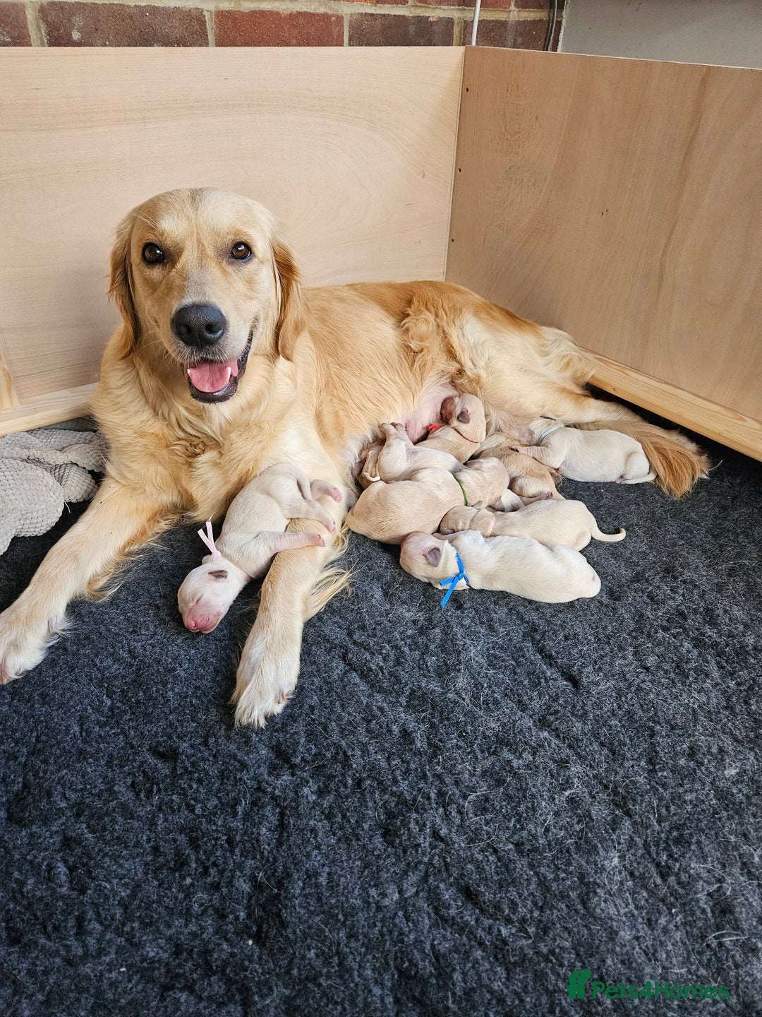 Golden Retriever dogs for sale: Pedigree Golden Retriver Puppies - Image 15
