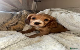 Cocker Spaniel dogs for sale: 3 Red girls looking for home  - Image 3