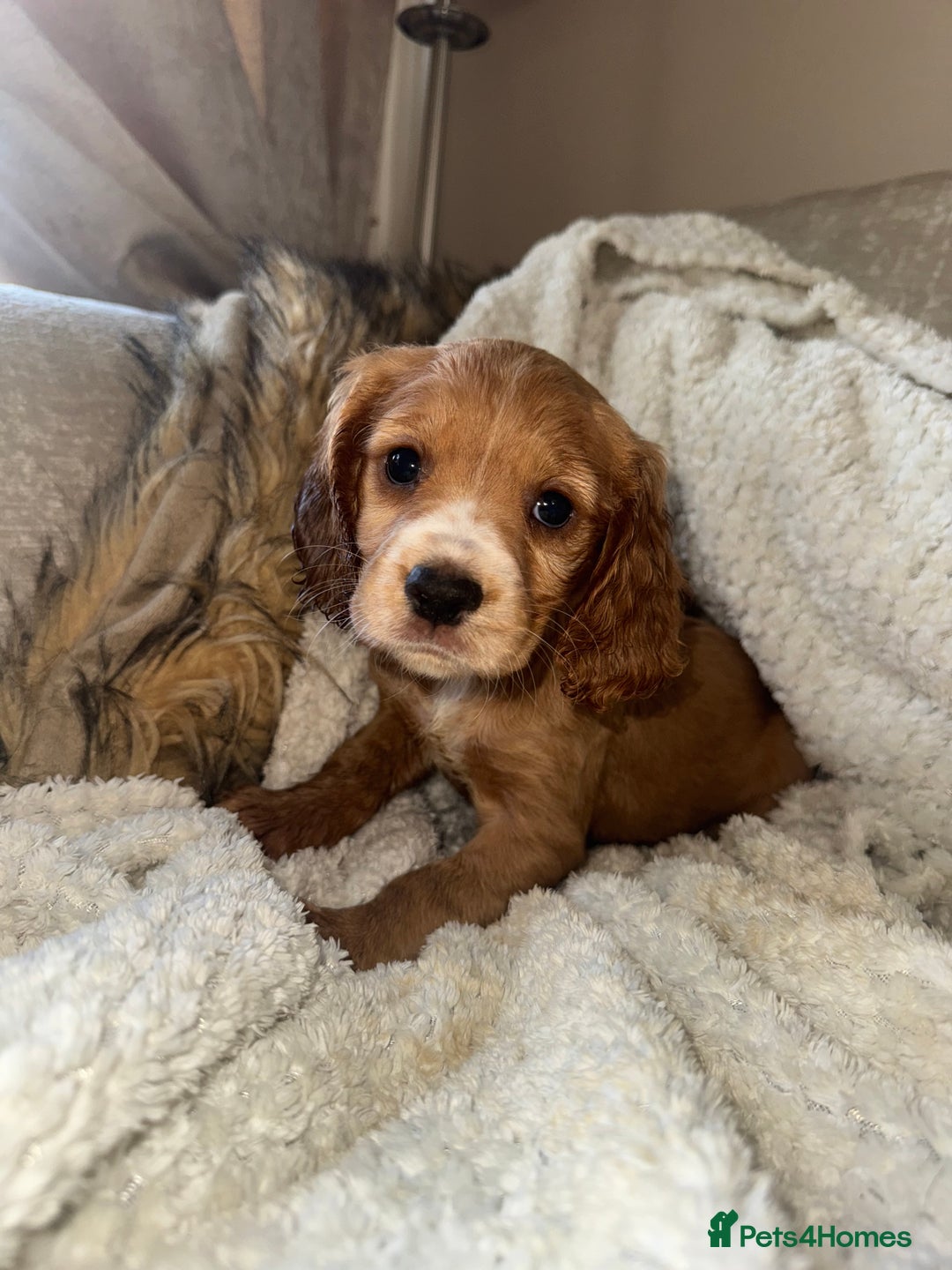 Cocker Spaniel dogs for sale: 3 Red girls looking for home  - Image 3