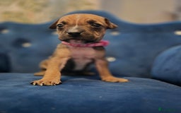 Mixed Breed dogs for sale: Mum-STAFF DAD-CANECORSO - Image 4