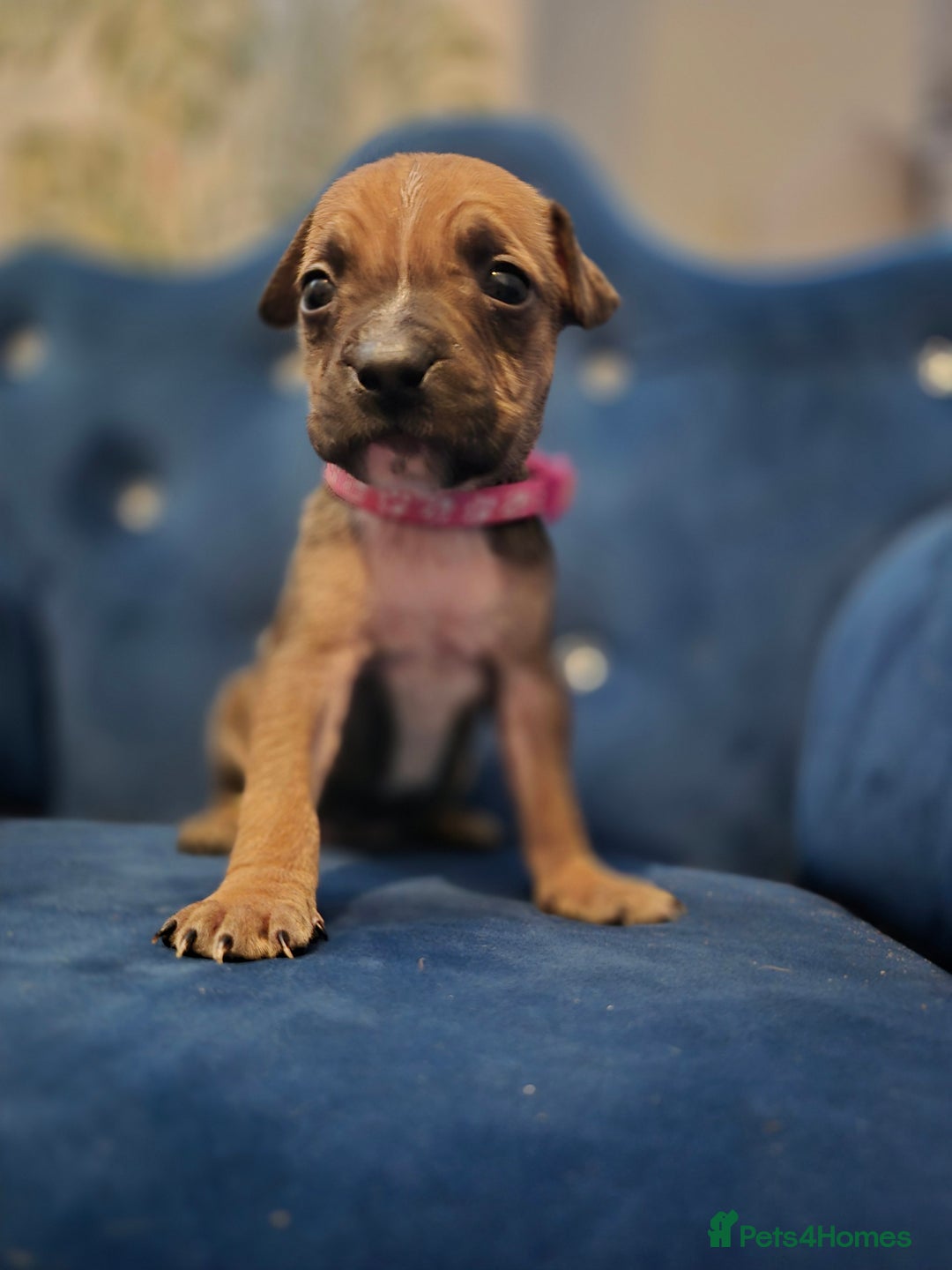 Mixed Breed dogs for sale: Mum-STAFF DAD-CANECORSO - Image 4