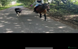 Shetland pony horses for sale: Miniature Shetland Pony. Ideal first pony. - Image 6