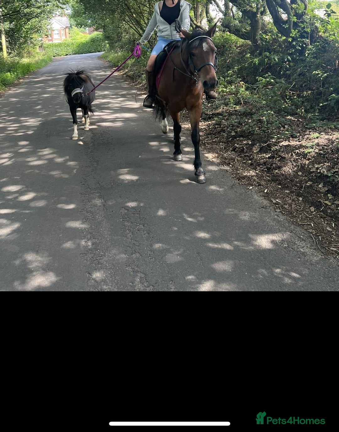 Shetland pony horses for sale: Miniature Shetland Pony. Ideal first pony. - Image 6