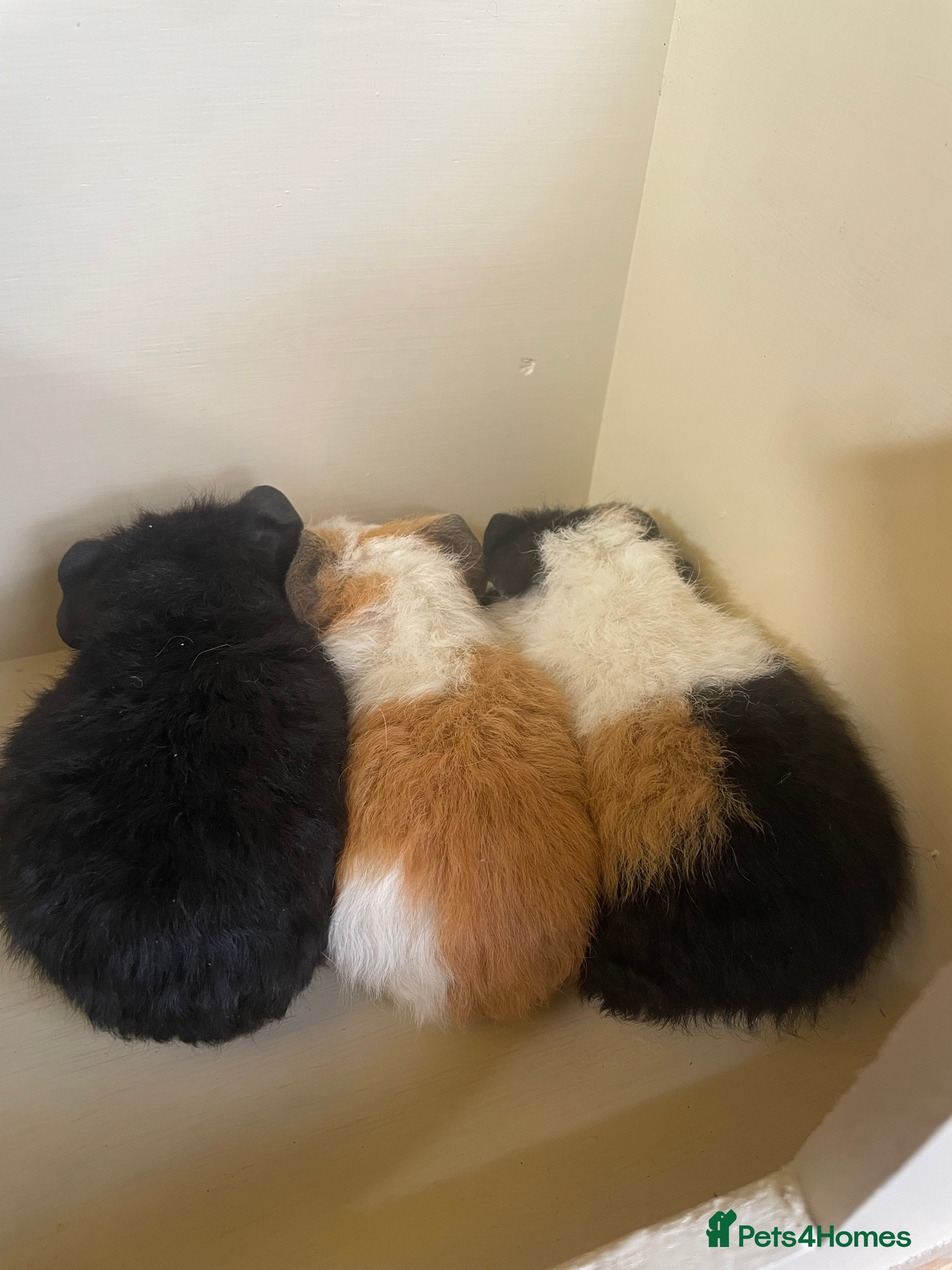 Guinea Pig rodents Baby Guinea Pigs.  - Advert 12