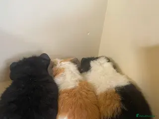 Guinea Pig rodents Baby Guinea Pigs. - Advert 11