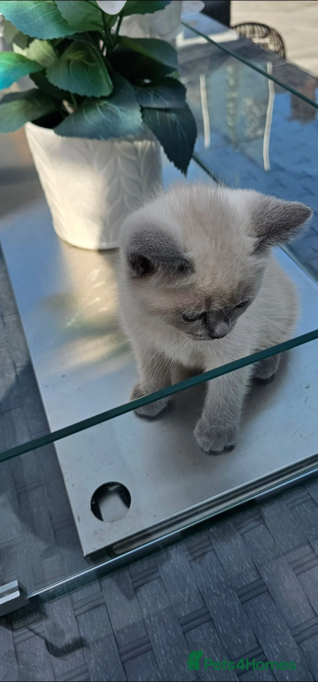 British Shorthair cats for sale: British colour point - Advert 10