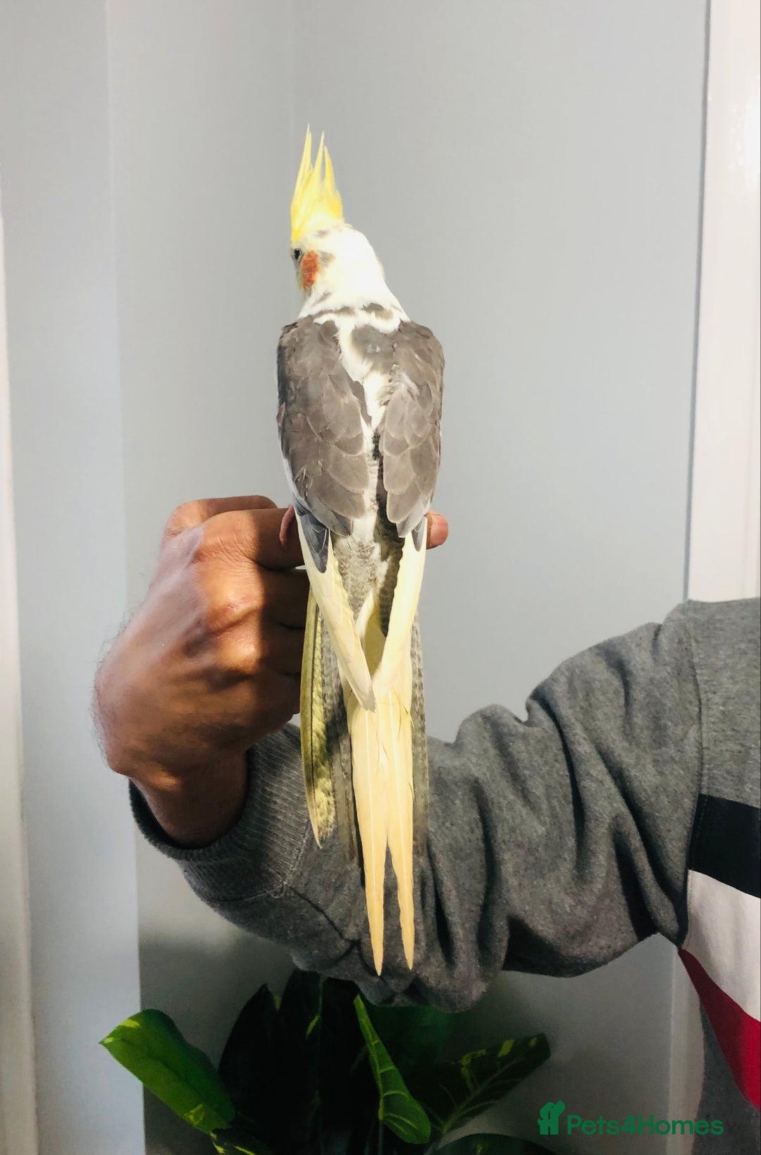 Canaries birds for sale: Beautiful young cockatiels for sale. - Advert 7