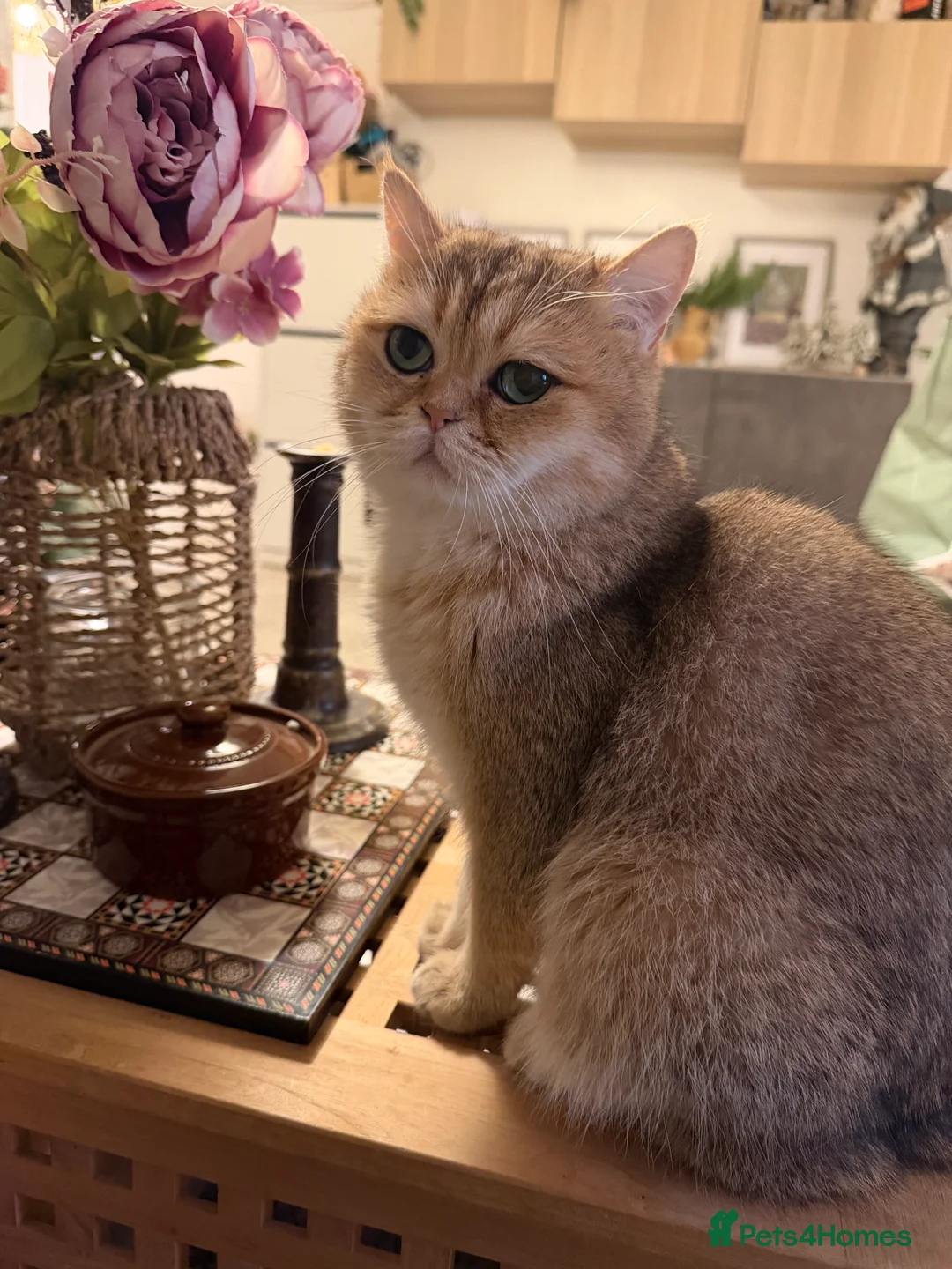 British Shorthair cats for sale: British shorthair kittens - Advert 2