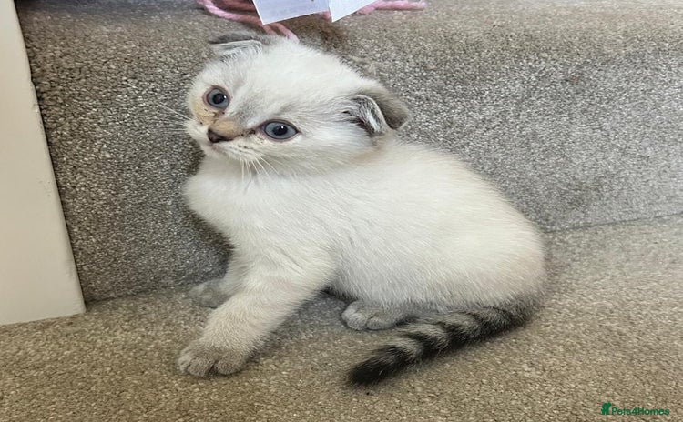Scottish Fold cats - Advert 12