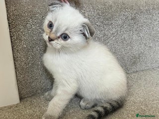 Scottish Fold cats - Advert 1