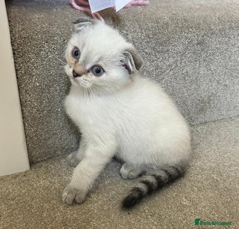 Scottish Fold cats - Advert 1