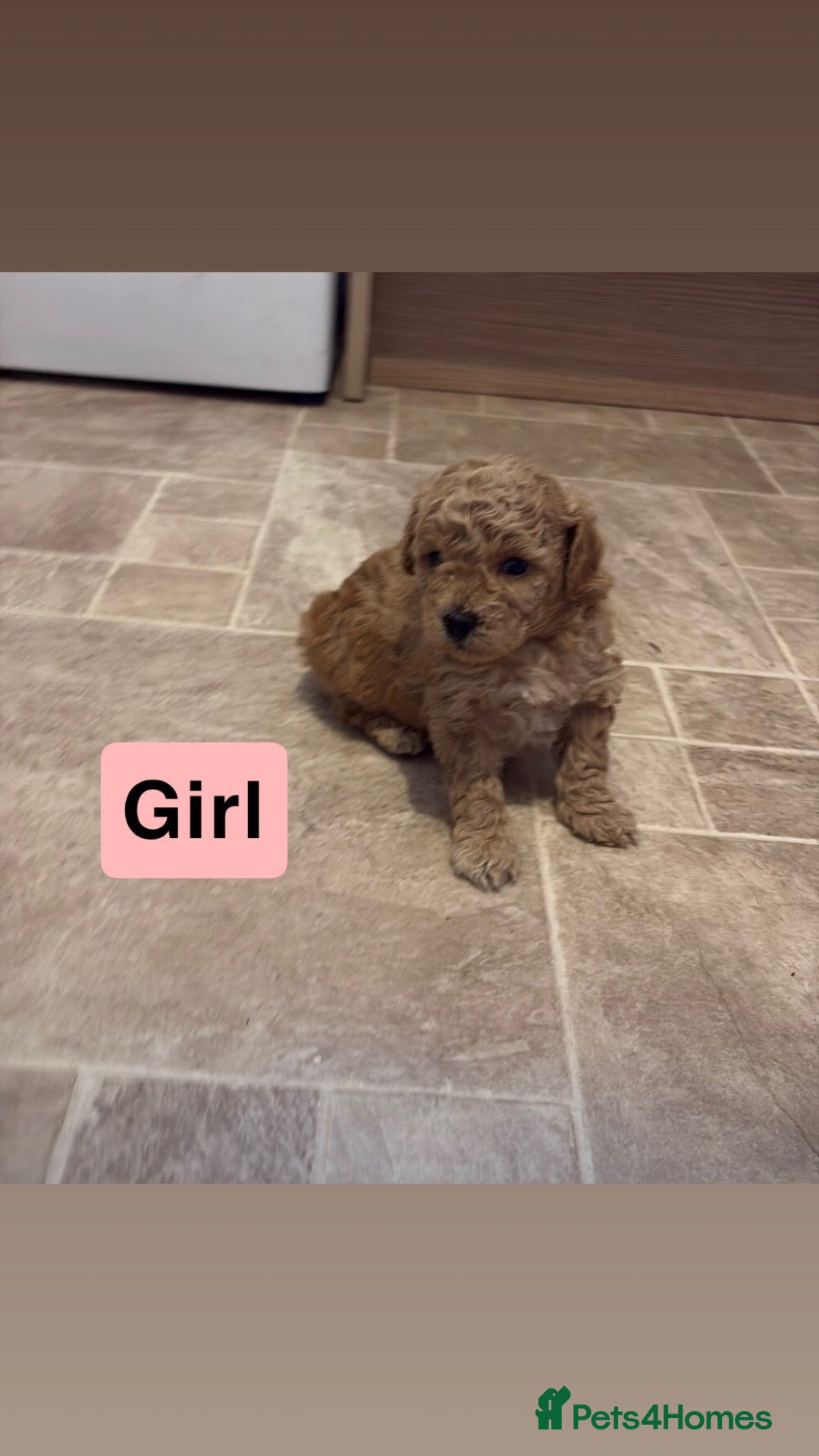 Poochon dogs for sale: Tiny adorable poochon/Dad red toy poodle  - Advert 2