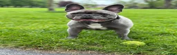French Bulldog dogs for sale: Frenchie Mother & Daughter(To Be Rehomed Together) - Advert 3