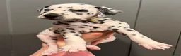 Dalmatian dogs for sale: 4 Girls, 1 Boy KC Dalmatians - ready to leave!  - Advert 17