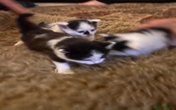 Mixed Breed cats for sale: Beautiful fluffy kittens  - Image 5