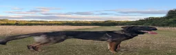 Mixed Breed dogs for sale: Axel - Caucasian shepherd cross German shepherd  - Advert 6