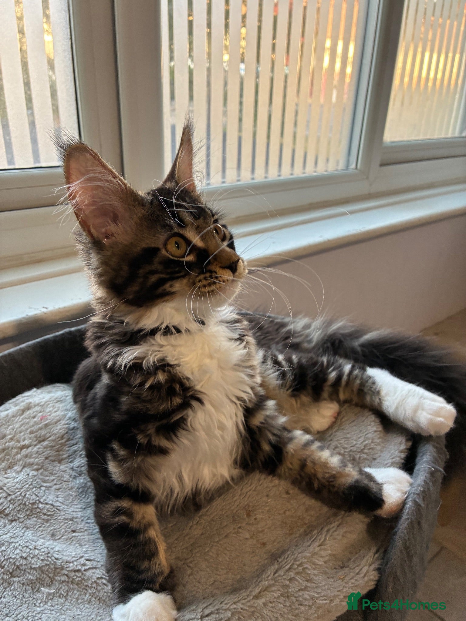 Maine Coon cats TICA registered Maine coon - Advert 17