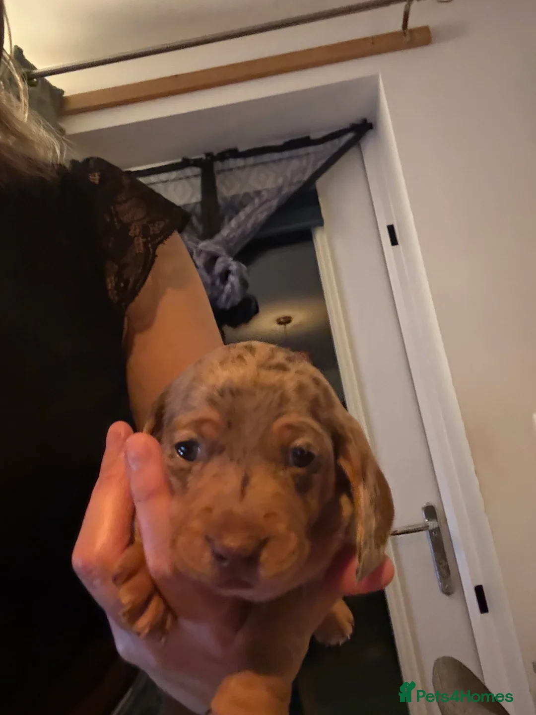 Miniature Dachshund dogs for sale: Miniature dachshund  - Advert 4
