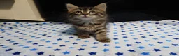 European cats for sale:  ** s in West Bromwich - Advert 3