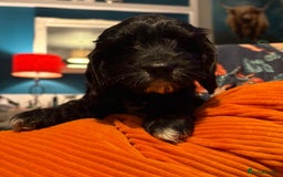 Cockapoo dogs for sale: Stunning F2 cockapoo puppies  - Image 16