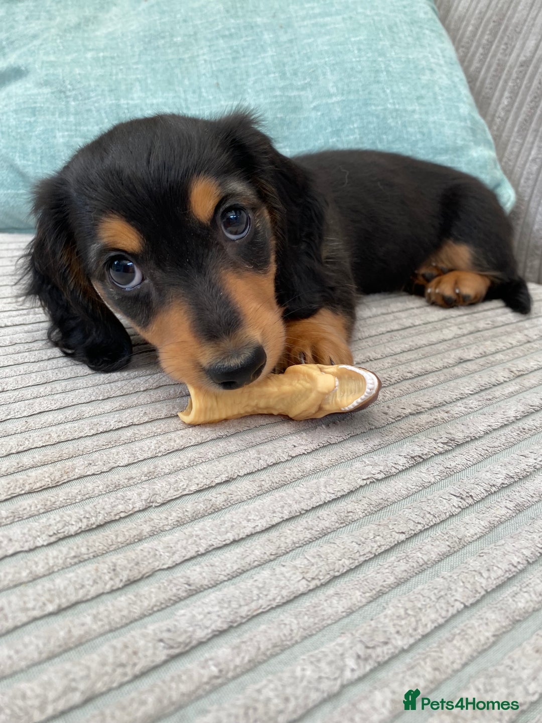 Miniature Dachshund dogs for sale: KC Reg long hair mini dachshunds “Ready now” - Image 8