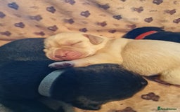 Labrador Retriever dogs for sale: Working Labrador puppies - Image 3