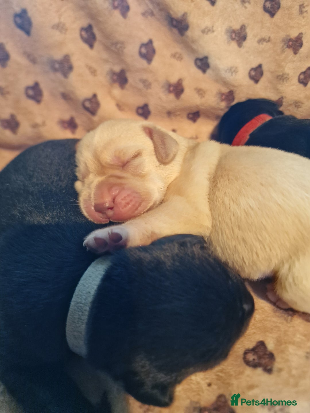 Labrador Retriever dogs for sale: Working Labrador puppies - Image 3