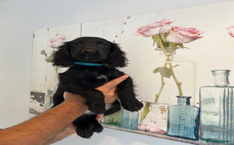 Cocker Spaniel dogs - Advert 11