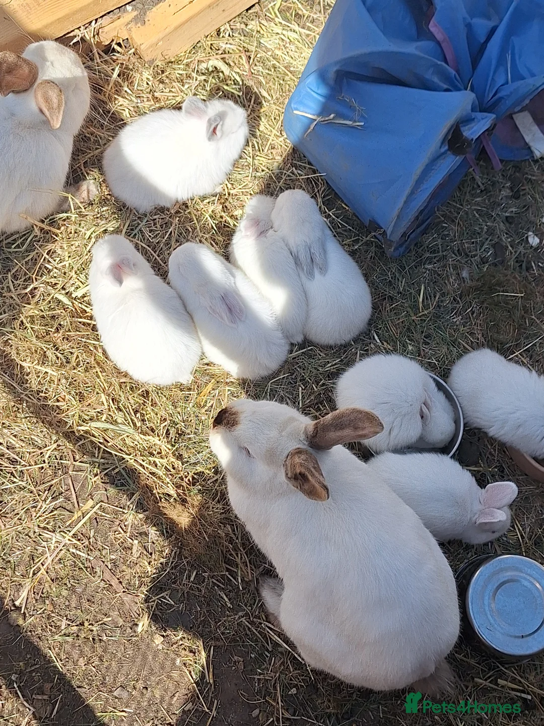 Californian rabbits for sale: Californian and californianXnewzaeland rabbits  in Worthing - Advert 2
