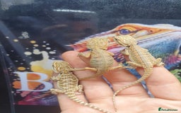 Dragon reptiles for sale: High end bearded dragons at pet prices  - Image 2
