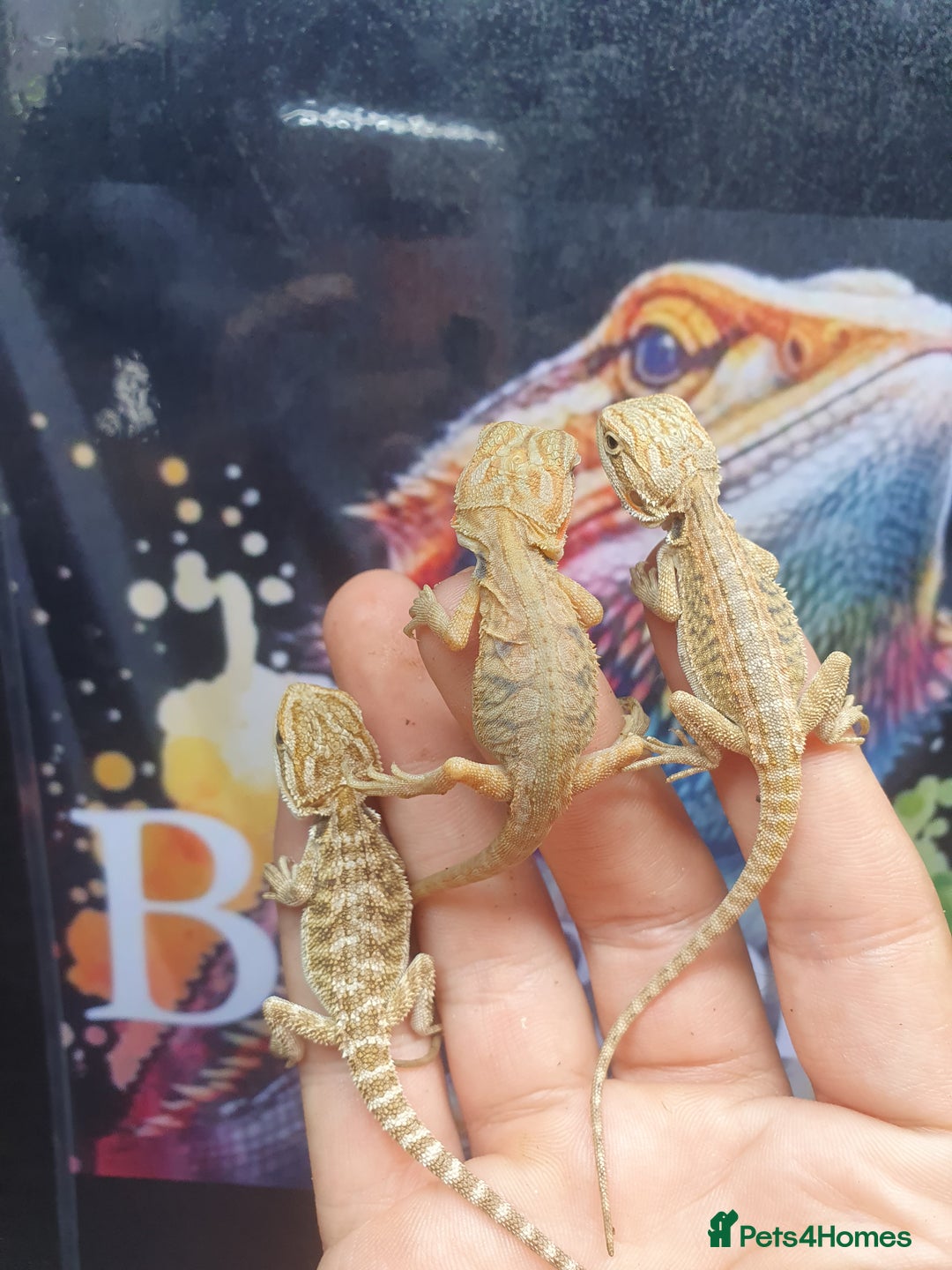 Dragon reptiles for sale: High end bearded dragons at pet prices  - Image 2