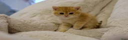 British Shorthair cats for sale: BSH Golden boys TICA Reg  - Advert 33