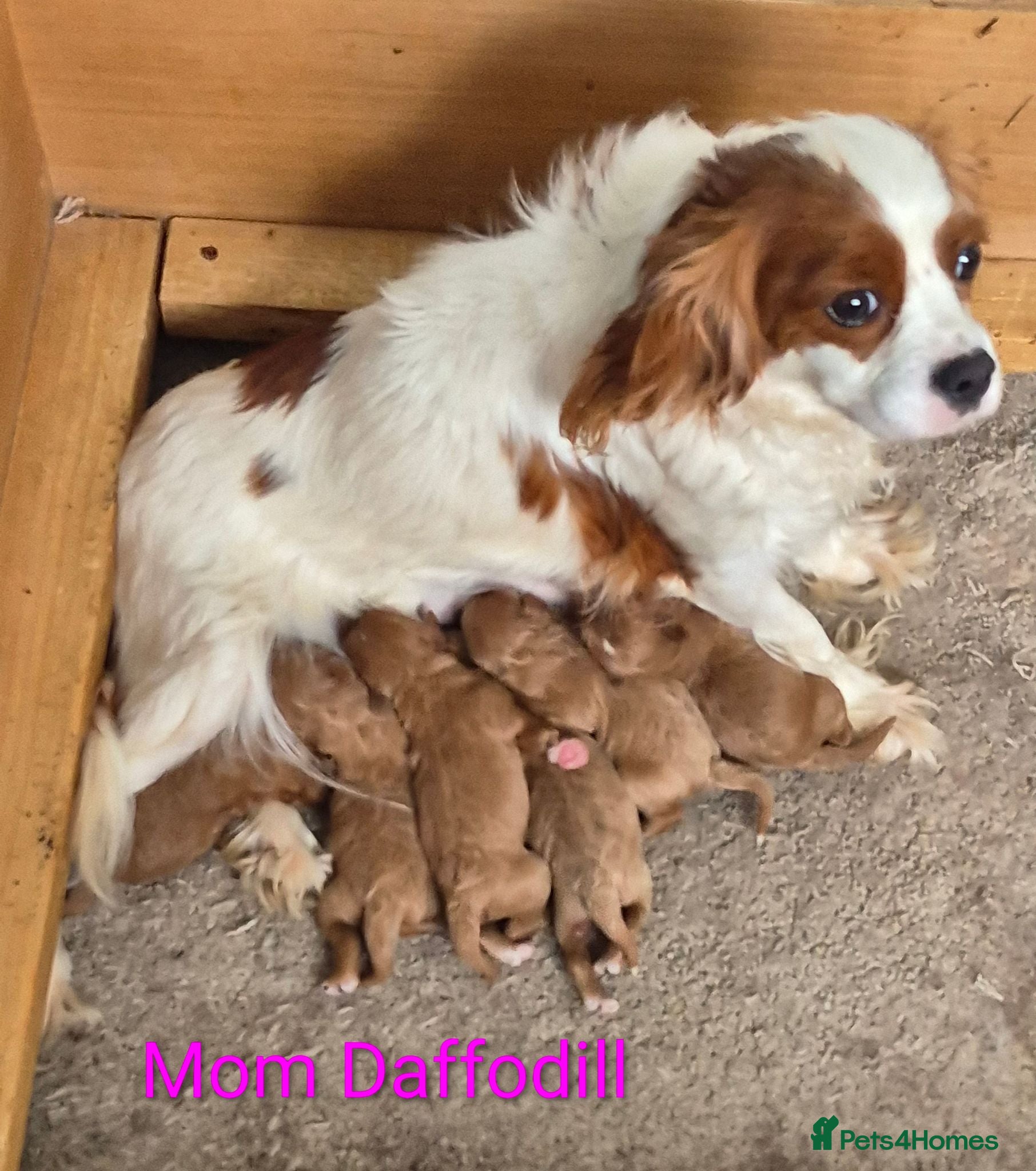 Cavapoo dogs Beautiful deep red Cavapoo Puppies  - Advert 2