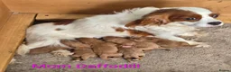 Cavapoo dogs for sale: Beautiful deep red Cavapoo Puppies  - Advert 2