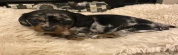 Miniature Dachshund dogs for sale: Champion Bloodline Miniature Dachshund Puppies  - Advert 7