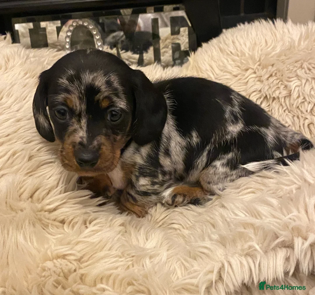 Miniature Dachshund dogs for sale: Champion Bloodline Miniature Dachshund Puppies  - Advert 7