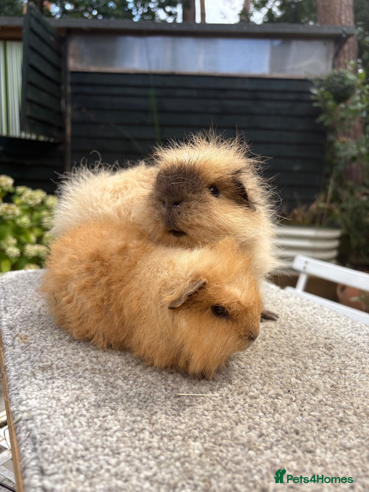 Guinea Pig rodents Pure Swiss Guinea Pig Boars (Bonded Dad and Son) - Advert 16