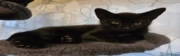 Mixed Breed cats for sale: Black male kitten - Advert 3