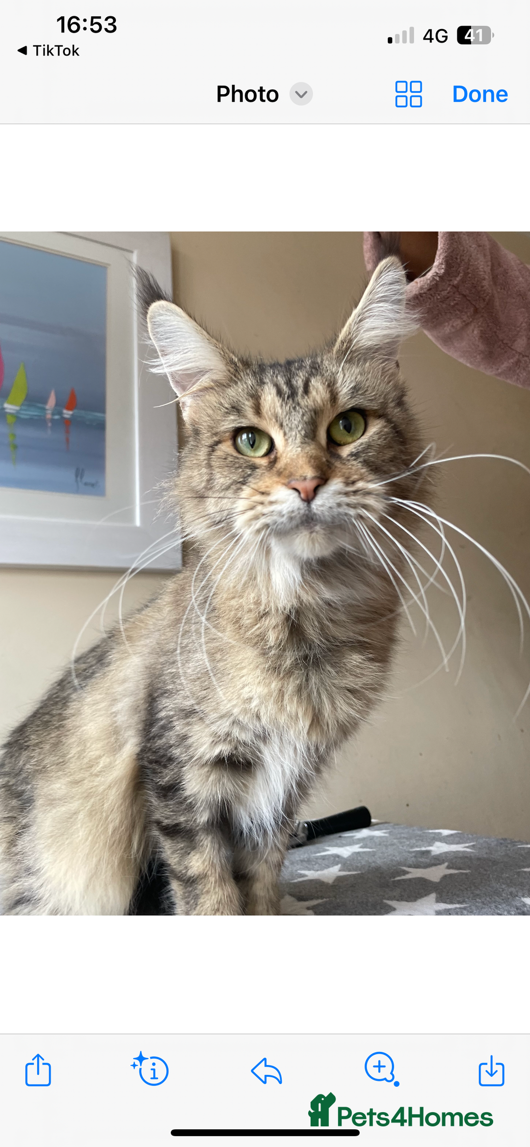 Mixed Breed cats for sale: Black and white kitten - Advert 3