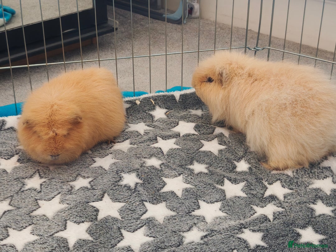 Guinea Pig rodents for sale: Two 1 years old boys - Advert 3