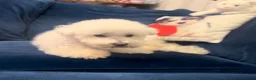 Bichon Frise dogs for sale: Bichon frise for adoption  - Advert 2