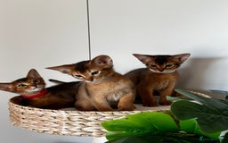 Abyssinian cats for sale: Last 3 kittens left ♥️💙 - Image 37
