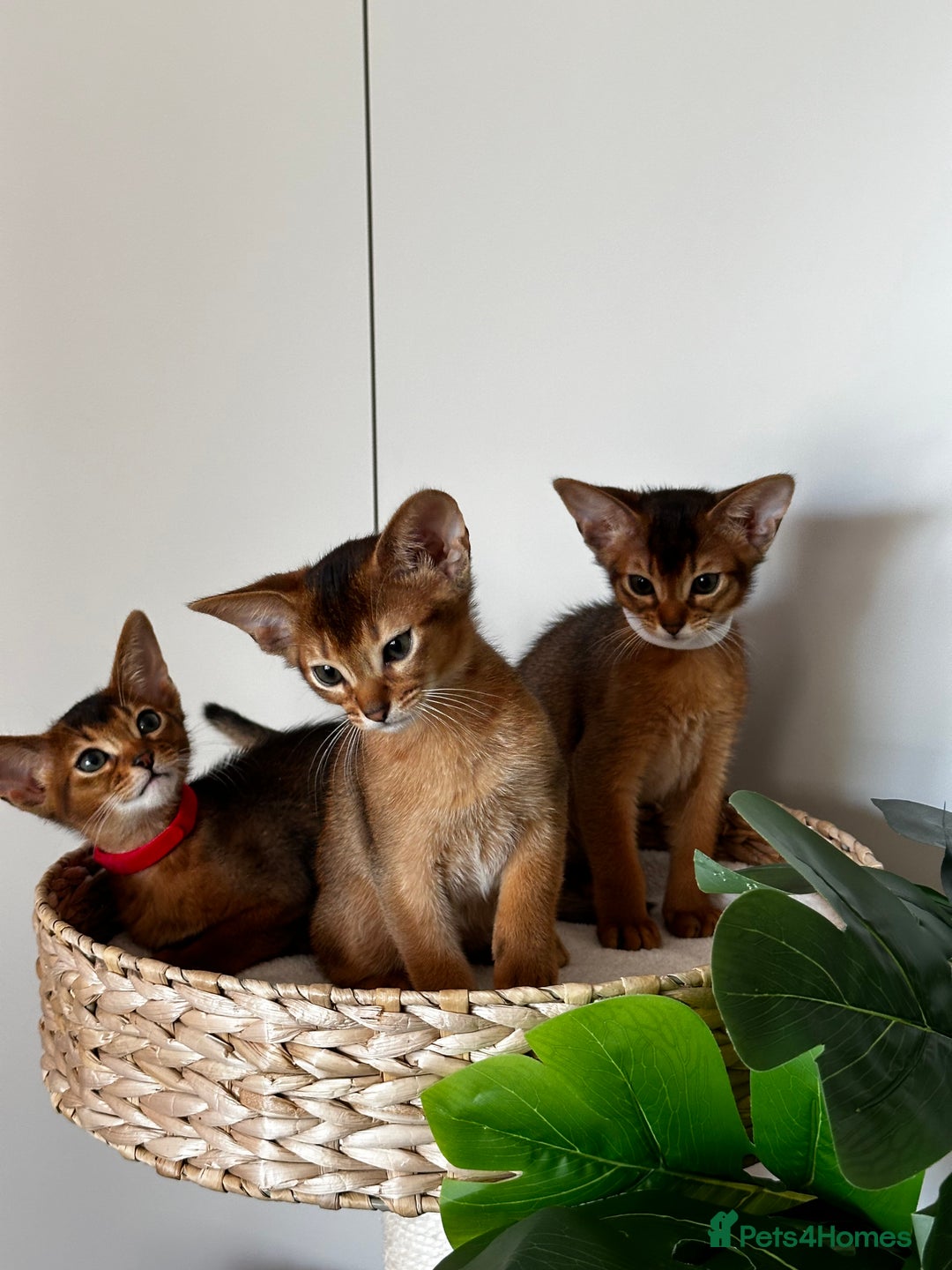 Abyssinian cats for sale: Last 3 kittens left ♥️💙 - Image 37